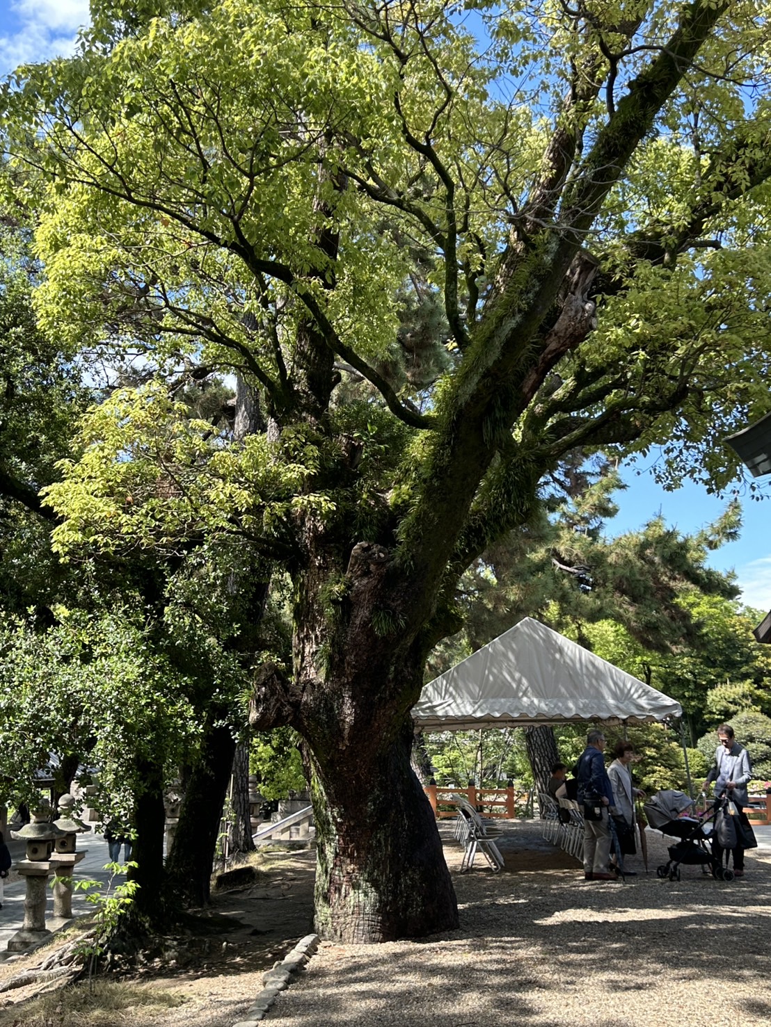 朝活！パワースポット巡り ～開運・浄化の聖地を訪ねて～の画像